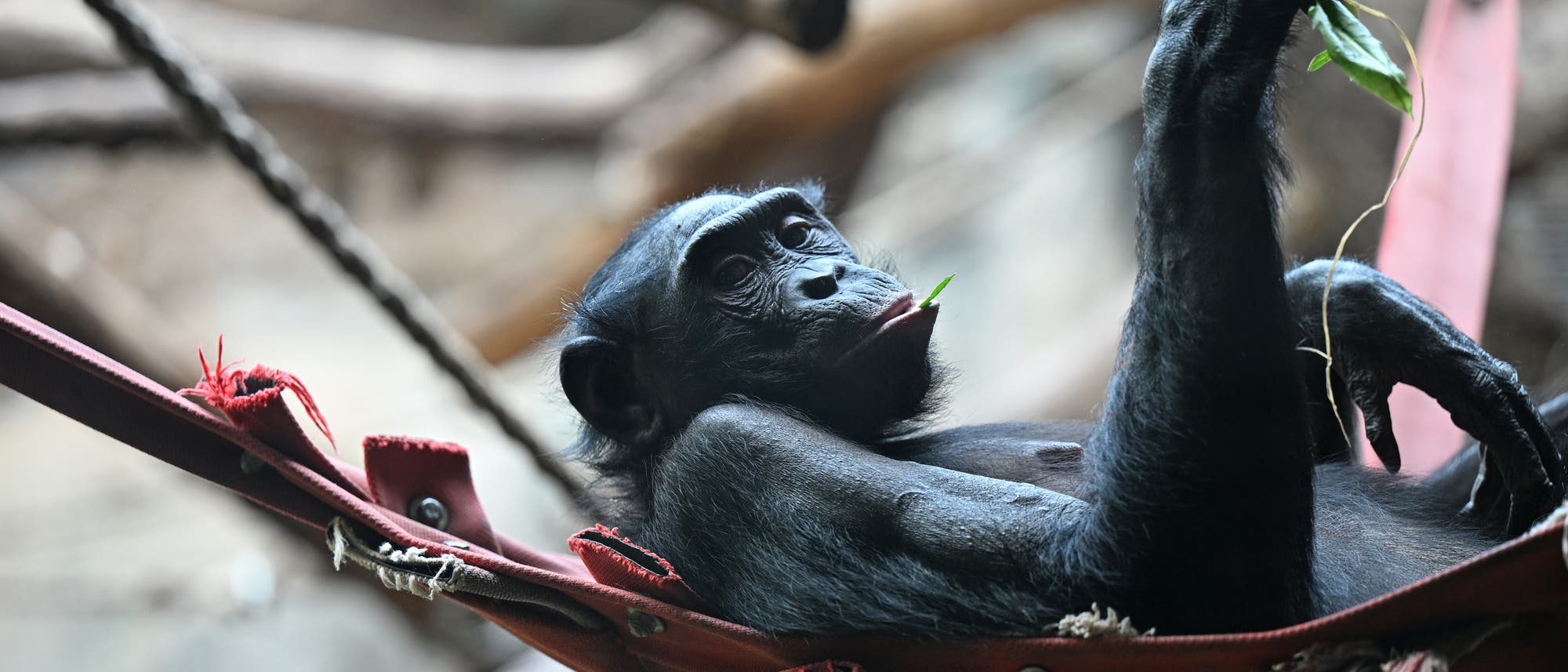 Ein Bonobo liegt entspannt in einer Hängematte und hält ein Blatt in der Hand. Der Hintergrund zeigt unscharfe Baumstämme. Der Bonobo wirkt gelassen und kaut auf einem Blatt. Im Bild ist ein Wasserzeichen mit dem Text "dpa picture alliance" sichtbar. Ein Bonobo liegt entspannt in einer Hängematte und hält ein Blatt in der Hand. Der Hintergrund zeigt unscharfe Baumstämme. Der Bonobo wirkt gelassen und kaut auf einem Blatt. Im Bild ist ein Wasserzeichen mit dem Text "dpa picture alliance" sichtbar.
