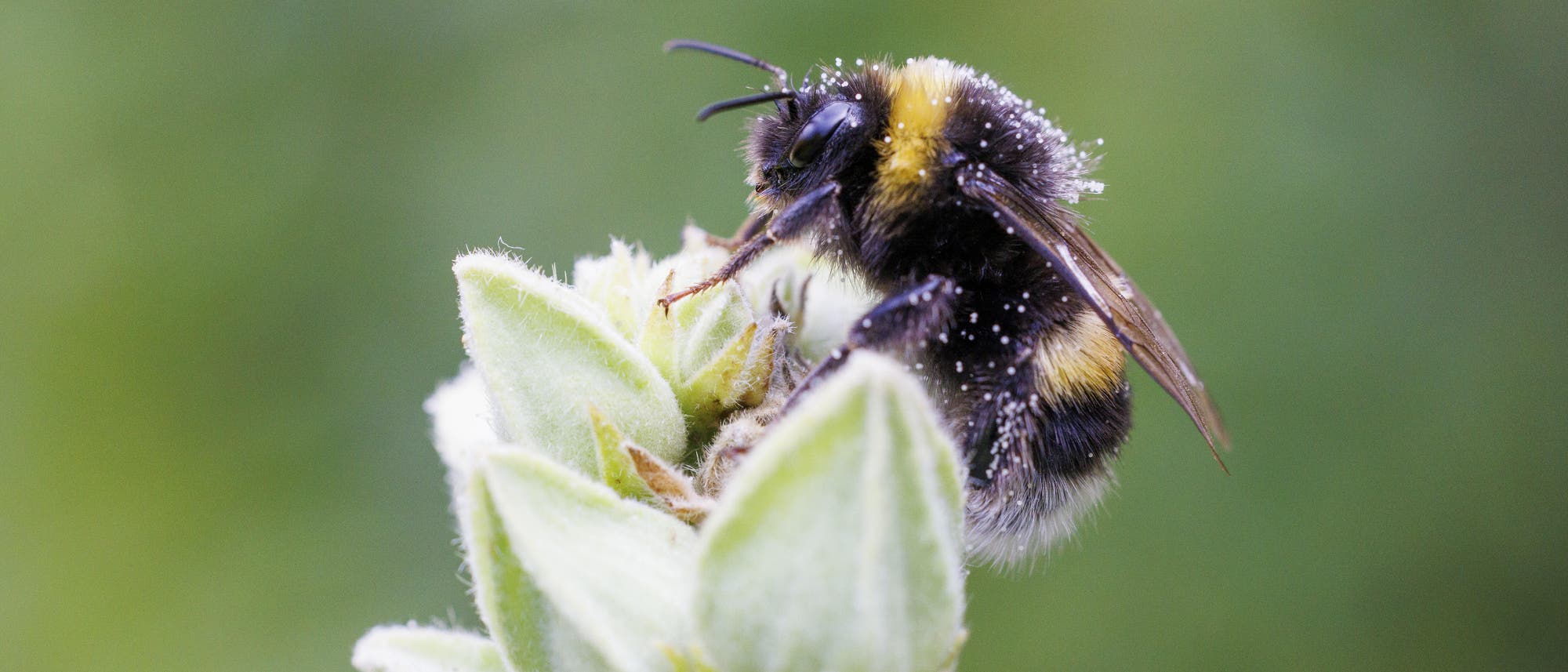 Eine Hummel sitzt auf einer gr&uuml;nen Knospe, die mit feinen H&auml;rchen bedeckt ist. Die Hummel ist mit Pollen &uuml;bers&auml;t und hat ein schwarz-gelb gestreiftes Muster. Der Hintergrund ist unscharf und gr&uuml;n, was die Hummel und die Knospe hervorhebt.