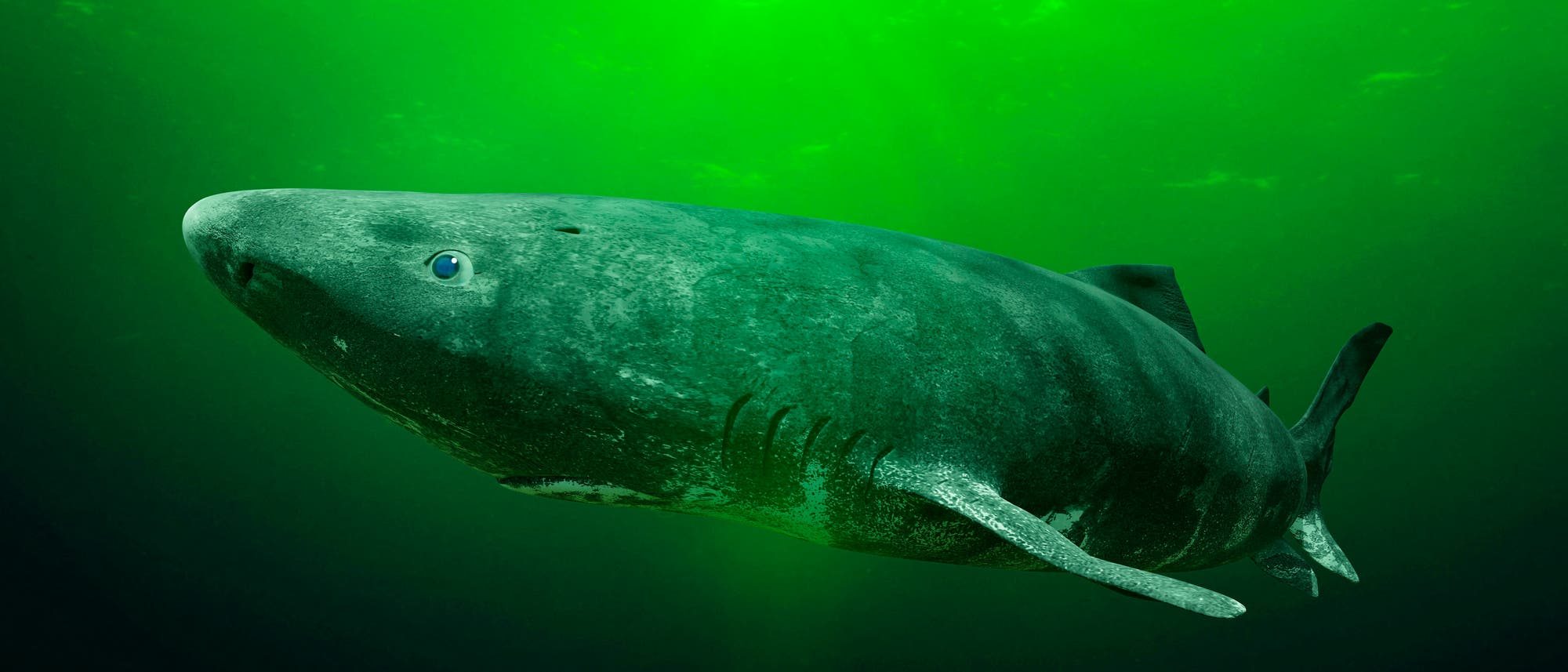 Ein Gr&ouml;nlandhai schwimmt in gr&uuml;nlich schimmerndem Wasser. Der Hai ist seitlich zu sehen, mit gut erkennbaren Flossen und einer rauen Hautstruktur. Im Hintergrund ist das Wasser dunkelgr&uuml;n, was eine mystische Unterwasseratmosph&auml;re erzeugt.