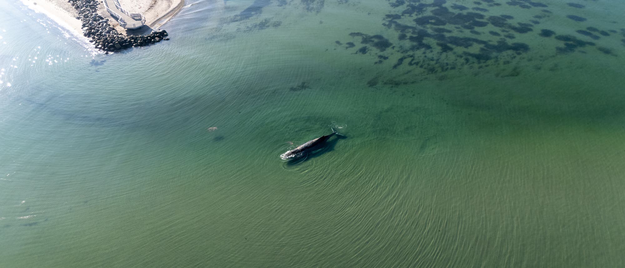 Luftaufnahme eines Wals, der in flachem, gr&uuml;nlichem Wasser nahe der Niendorfer K&uuml;ste schwimmt. Links oben ist eine Landzunge mit einem Wellenbrecher aus gro&szlig;en Steinen zu sehen. 