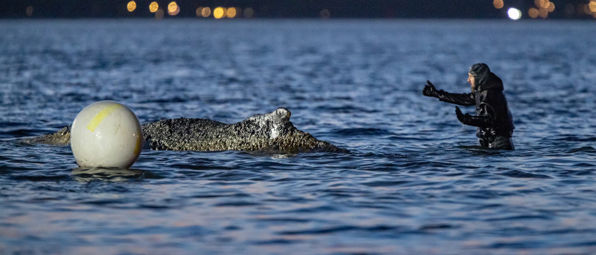Eine Person in einem Neoprenanzug steht im Wasser eines Sees bei D&auml;mmerung. Sie gestikuliert in Richtung eines gro&szlig;en, mit Muscheln bedeckten Objekts, das teilweise aus dem Wasser ragt. Links im Bild ist eine wei&szlig;e Boje zu sehen. Im Hintergrund sind verschwommene Lichter am Ufer erkennbar.