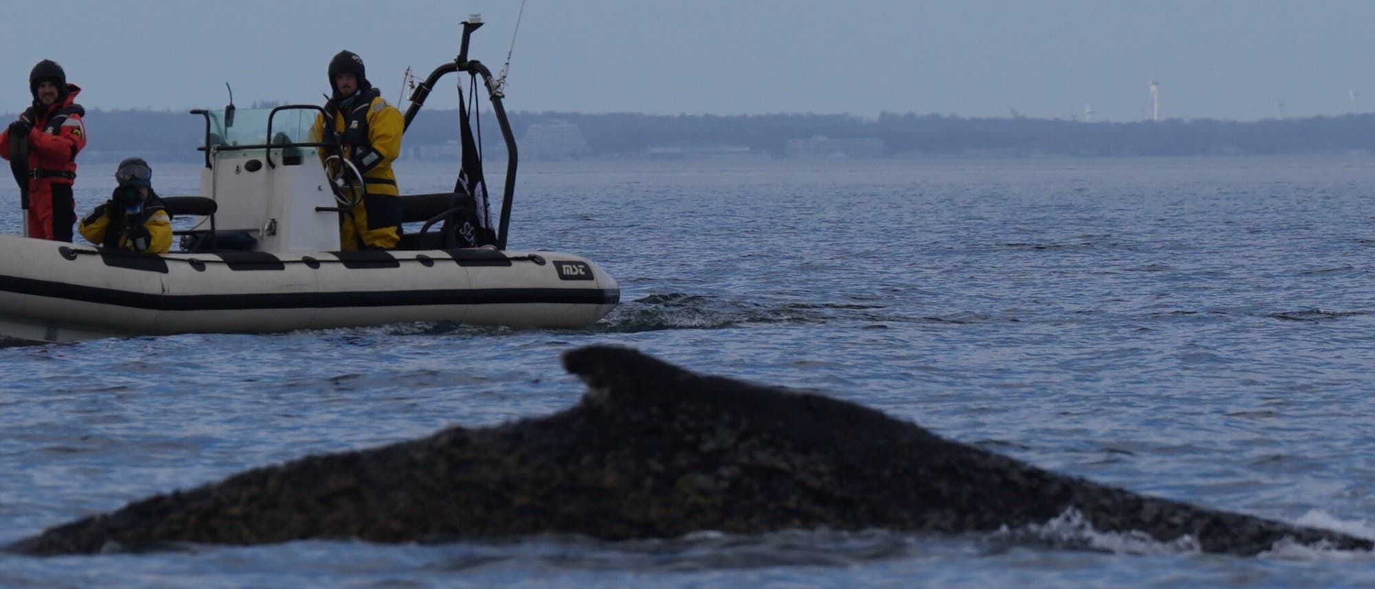 Ein Schlauchboot mit drei Personen in gelben und roten Anz&uuml;gen beobachtet einen gro&szlig;en Wal, der teilweise aus dem Wasser ragt. Die Szene spielt sich auf einem ruhigen Meer ab, im Hintergrund ist eine K&uuml;stenlinie zu sehen. Die Personen scheinen den Wal zu fotografieren oder zu beobachten.