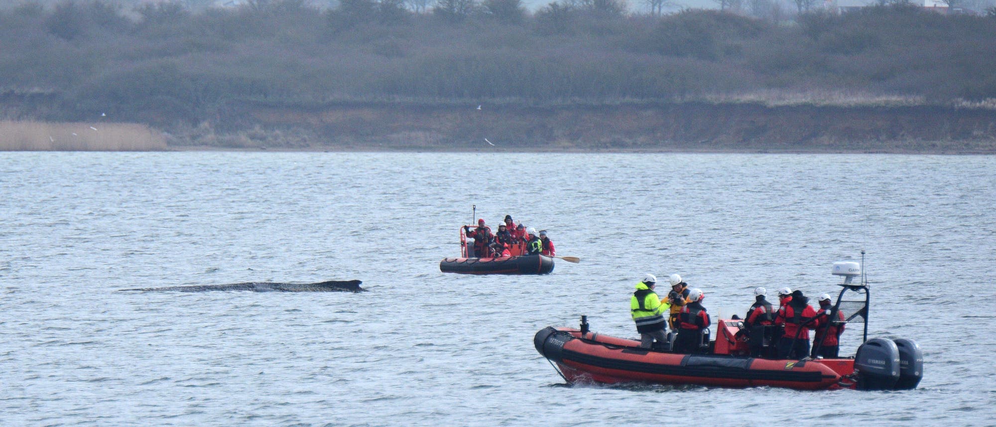 Eine Gruppe von Menschen in Rettungsbooten beobachtet einen Wal, der teilweise aus dem Wasser ragt. Die Szene spielt sich auf einem ruhigen Gew&auml;sser ab, im Hintergrund ist eine bewaldete K&uuml;stenlinie zu sehen. Die Personen tragen wetterfeste Kleidung und scheinen an einer Rettungs- oder Beobachtungsaktion beteiligt zu sein.