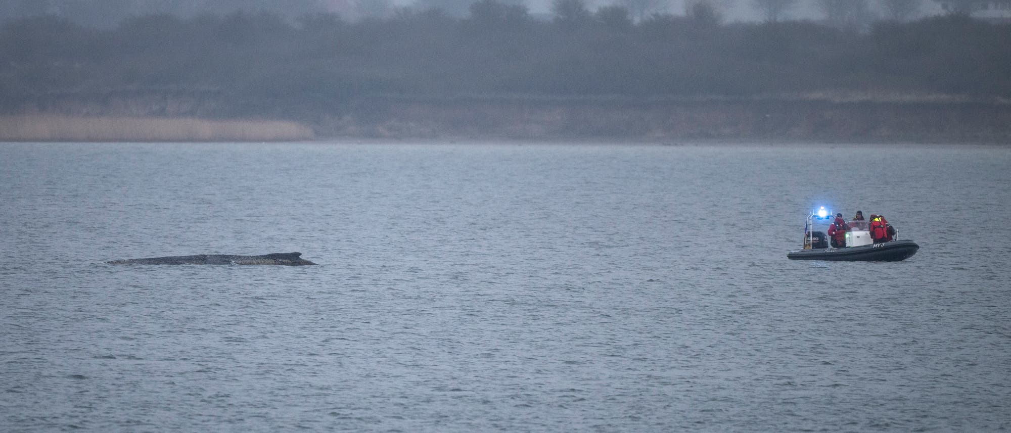 Ein Schlauchboot mit mehreren Personen in Rettungswesten f&auml;hrt auf einem nebligen Gew&auml;sser. Links im Bild ist ein gro&szlig;er Meeress&auml;uger teilweise sichtbar, der knapp unter der Wasseroberfl&auml;che schwimmt. Im Hintergrund sind B&auml;ume und eine K&uuml;stenlinie zu erkennen. Die Szene wirkt ruhig und beobachtend.