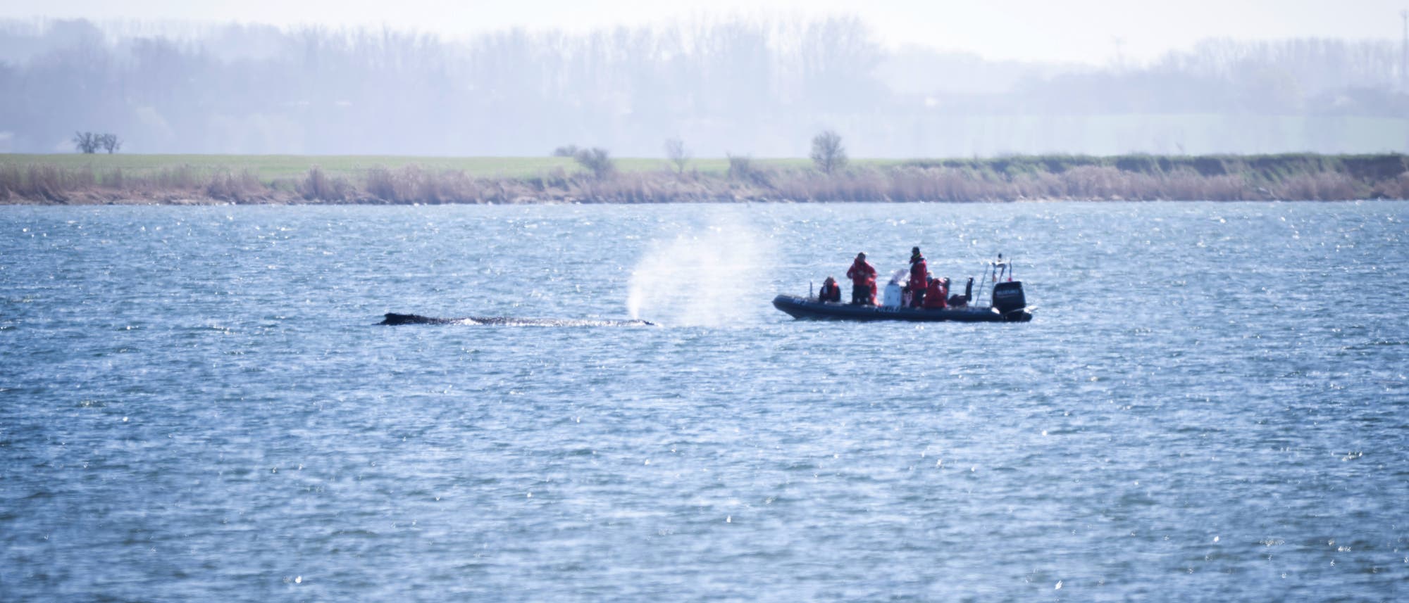 Ein Schlauchboot mit mehreren Personen f&auml;hrt zum gestrandeten Wal. Im Hintergrund erstreckt sich eine gr&uuml;ne Uferlandschaft mit B&auml;umen. 
