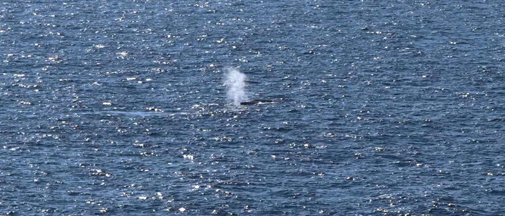 Ein Wal st&ouml;&szlig;t eine Wasserfont&auml;ne aus, w&auml;hrend er an der Oberfl&auml;che eines glitzernden Ozeans schwimmt. Die Sonne reflektiert auf den Wellen, was dem Bild eine lebendige und dynamische Atmosph&auml;re verleiht.