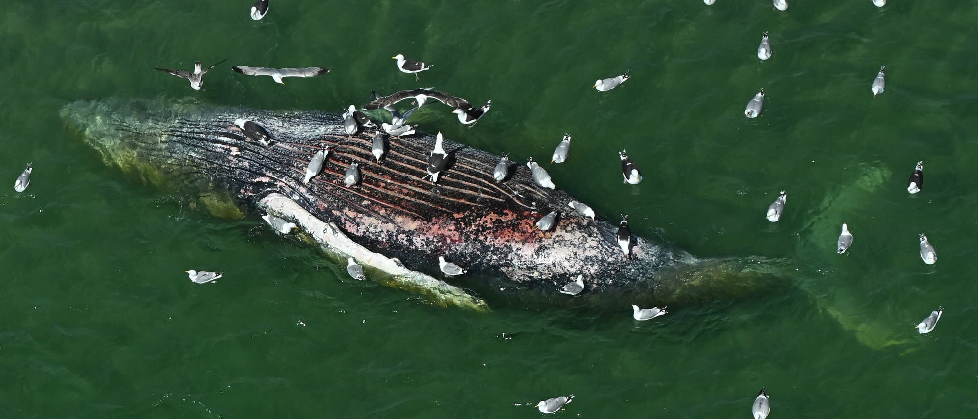 Luftaufnahme eines toten Wals, der im grünen Wasser treibt. Mehrere Möwen umkreisen und sitzen auf dem Kadaver. Die Szene zeigt die natürliche Interaktion zwischen Meerestieren und Vögeln in einem maritimen Ökosystem. Luftaufnahme eines toten Wals, der im grünen Wasser treibt. Mehrere Möwen umkreisen und sitzen auf dem Kadaver. Die Szene zeigt die natürliche Interaktion zwischen Meerestieren und Vögeln in einem maritimen Ökosystem.