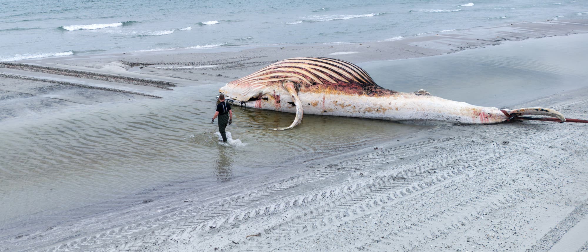 Eine Person in einem Neoprenanzug steht am Strand neben einem gestrandeten, großen Meerestier, vermutlich ein Wal. Der Wal liegt auf der Seite, und seine Rippen sind deutlich sichtbar. Im Hintergrund erstreckt sich das Meer bis zum Horizont. Die Szene wirkt ruhig, mit sanften Wellen, die den Strand erreichen. Der Himmel ist bewölkt. Eine Person in einem Neoprenanzug steht am Strand neben einem gestrandeten, großen Meerestier, vermutlich ein Wal. Der Wal liegt auf der Seite, und seine Rippen sind deutlich sichtbar. Im Hintergrund erstreckt sich das Meer bis zum Horizont. Die Szene wirkt ruhig, mit sanften Wellen, die den Strand erreichen. Der Himmel ist bewölkt.