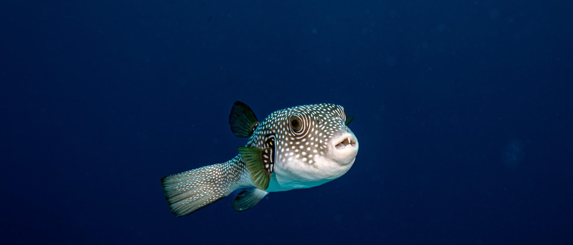 Ein Hasenkopf-Kugelfisch (Lagocephalus sceleratus) schwimmt im offenen Meer. Der Fisch hat einen rundlichen K&ouml;rper mit auff&auml;lligen wei&szlig;en Punkten auf seiner Haut. Die Umgebung ist tiefblau, was auf eine Unterwasseraufnahme hinweist. Der Kugelfisch scheint neugierig in die Kamera zu blicken.