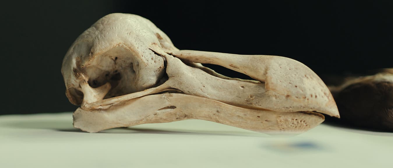 Ein seitlich liegender Vogelsch&auml;del auf einer hellen Oberfl&auml;che. Der Sch&auml;del zeigt deutlich den langen Schnabel und die Augenh&ouml;hle. Der Hintergrund ist dunkel, was den Fokus auf den Sch&auml;del lenkt. Die Struktur und Form des Sch&auml;dels sind klar erkennbar, was auf die Anpassung des Vogels an seine Umwelt hinweist.