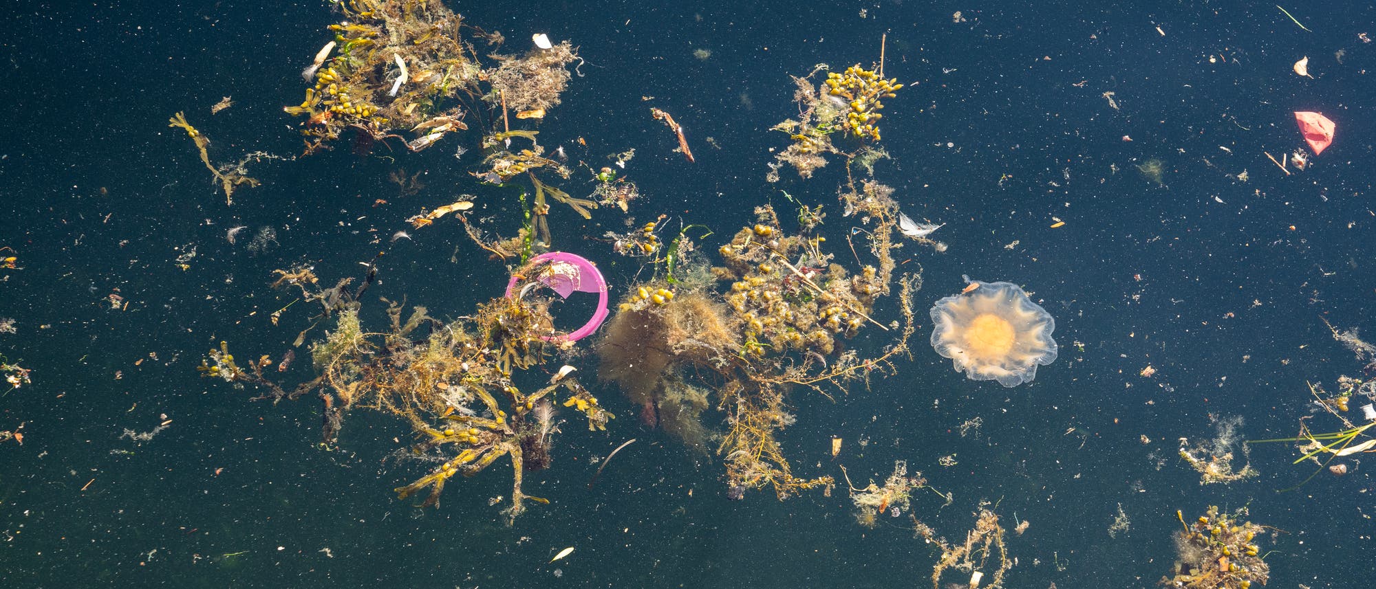 dunkelgrüne Wasseroberfläche, auf der schwimmende Algen sowie Müll zu sehen sind