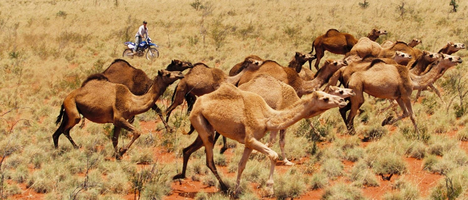 Dromedare im australischen Outback