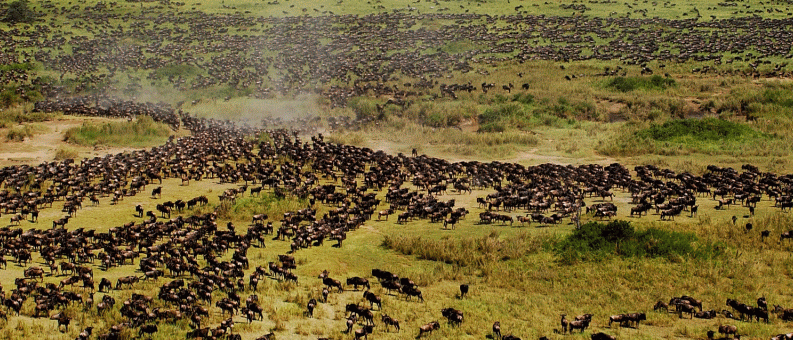 Wandernde Herden