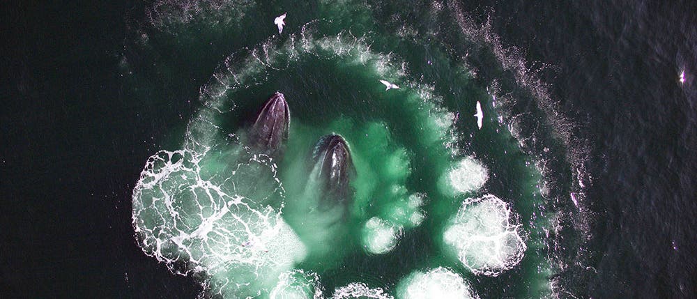 Der "Whalecopter" fotografierte die Buckelwale auch beim Fressen 