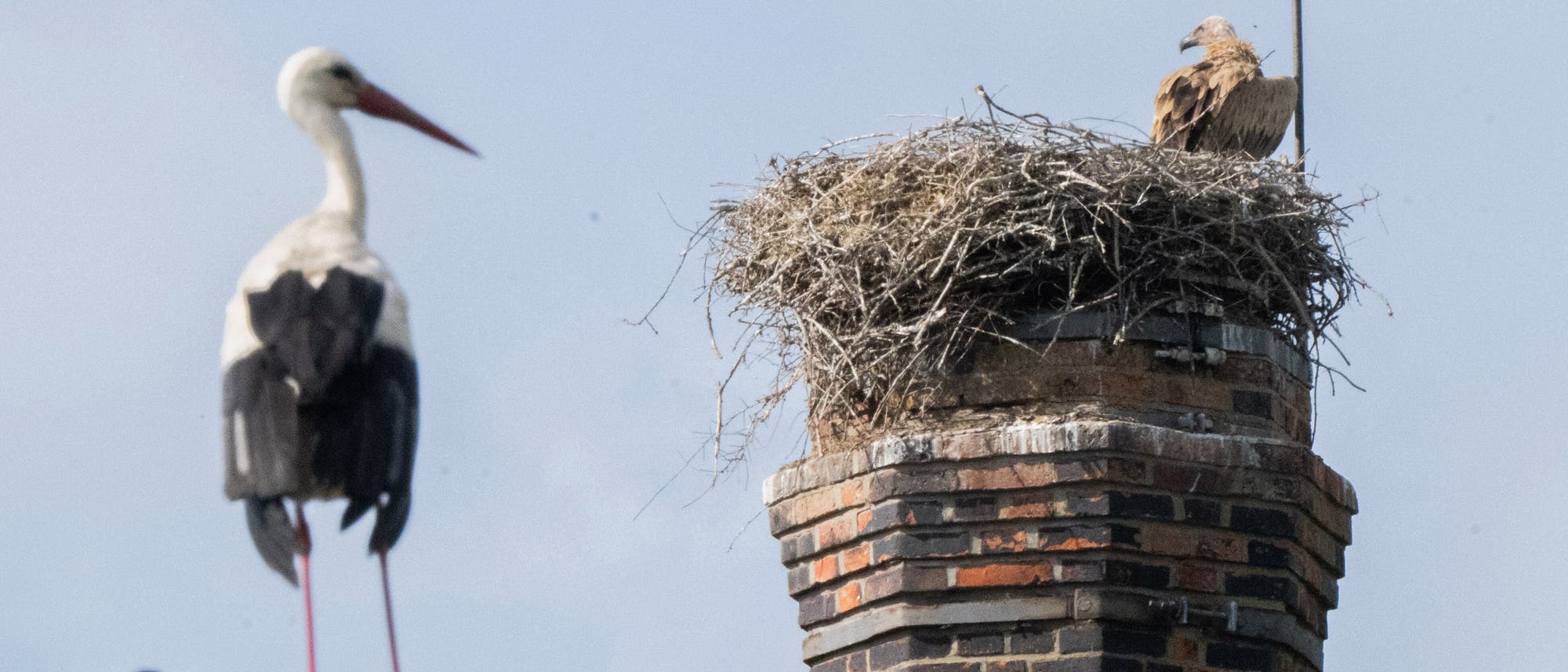 Ein Storch steht auf einem Schornstein neben einem großen Nest, in dem ein anderer Vogel sitzt. Der Schornstein besteht aus roten Ziegelsteinen. Der Himmel ist klar und blau. Ein Storch steht auf einem Schornstein neben einem großen Nest, in dem ein anderer Vogel sitzt. Der Schornstein besteht aus roten Ziegelsteinen. Der Himmel ist klar und blau.