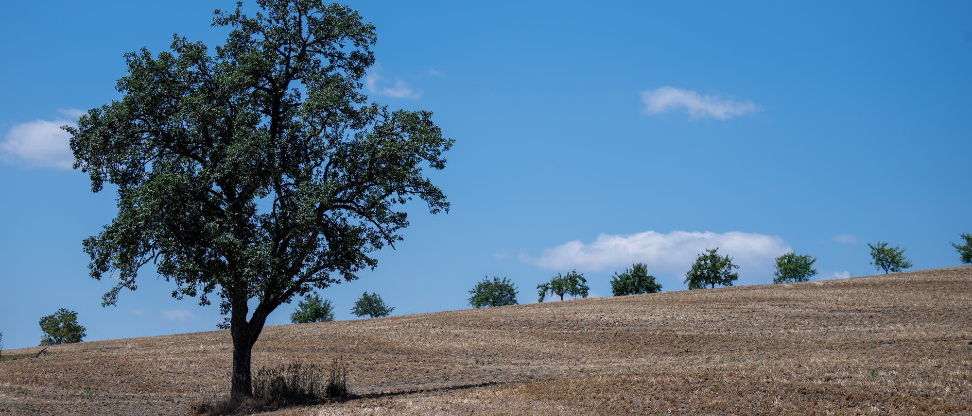 Eine weitläufige, trockene Landschaft mit einem einzelnen Baum im Vordergrund. Der Himmel ist klar und blau mit wenigen kleinen Wolken. Im Hintergrund sind weitere Bäume in einer Linie zu sehen. Die Szene vermittelt eine ruhige, ländliche Atmosphäre. Eine weitläufige, trockene Landschaft mit einem einzelnen Baum im Vordergrund. Der Himmel ist klar und blau mit wenigen kleinen Wolken. Im Hintergrund sind weitere Bäume in einer Linie zu sehen. Die Szene vermittelt eine ruhige, ländliche Atmosphäre.