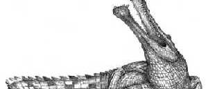 <i>Sarcosuchus imperator</i>
