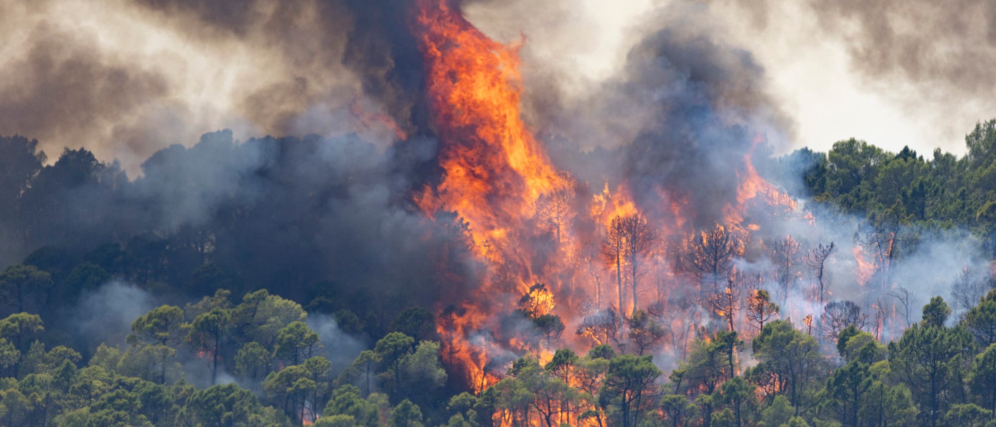 Ein Waldbrand breitet sich in einem dichten Waldgebiet aus. Gro&szlig;e Flammen lodern auf, w&auml;hrend dichter Rauch in den Himmel steigt. Die B&auml;ume im Vordergrund sind von den Flammen umgeben, was auf die Intensit&auml;t des Feuers hinweist. Der Himmel ist von dunklem Rauch bedeckt, der die Dramatik der Szene verst&auml;rkt.