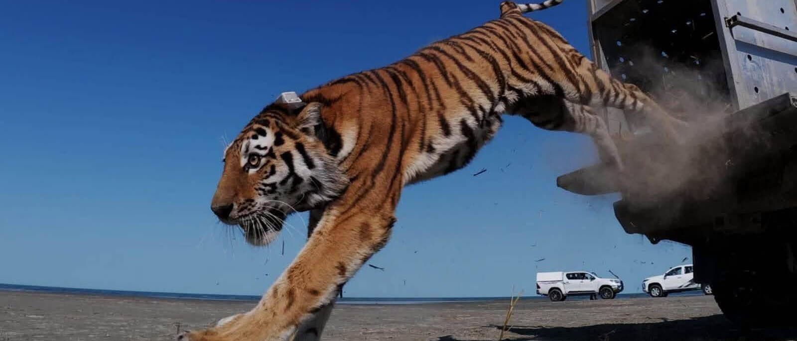 Ein Tiger springt aus einem Transportkäfig auf eine offene, sandige Fläche. Im Hintergrund sind zwei weiße Fahrzeuge zu sehen. Der Himmel ist klar und blau. Der Tiger trägt ein Halsband, das möglicherweise ein Tracking-Gerät ist. Ein Tiger springt aus einem Transportkäfig auf eine offene, sandige Fläche. Im Hintergrund sind zwei weiße Fahrzeuge zu sehen. Der Himmel ist klar und blau. Der Tiger trägt ein Halsband, das möglicherweise ein Tracking-Gerät ist.