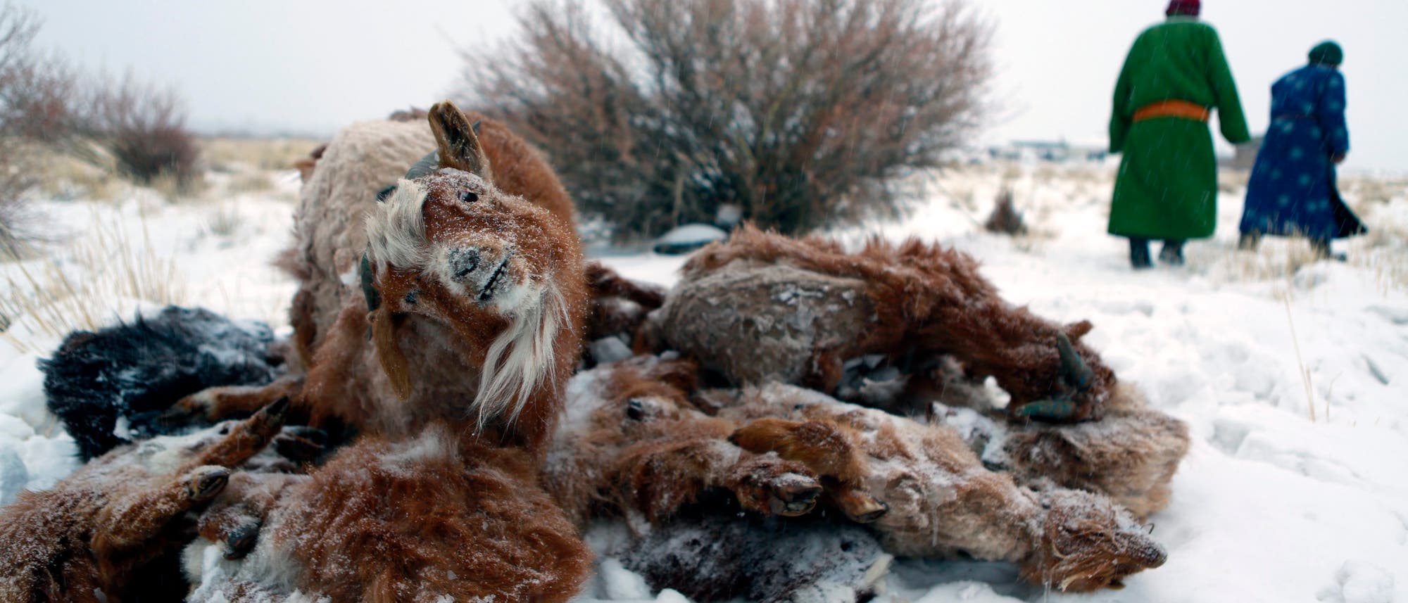 Erfrorene Tiere in der Mongolei