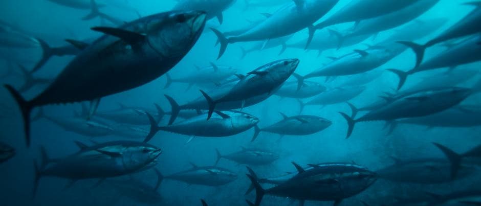 Eine große Gruppe von Thunfischen schwimmt in tiefem, türkisblauem Wasser. Die Fische haben verschiedene Größen, was ein dynamisches und lebendiges Bild des Meereslebens erzeugt. Das Licht bricht durch das Wasser und erzeugt eine mystische Atmosphäre.