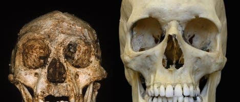 <i>Homo floresiensis</i> und <i>Homo sapiens</i>