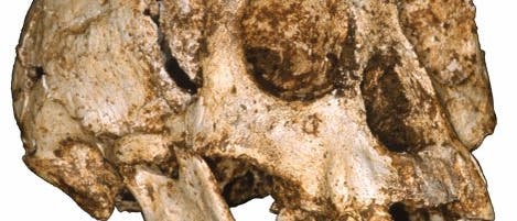 <i>Homo floresiensis</i>