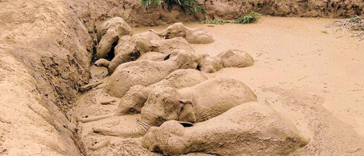 Asiatische Elefanten stecken in einem Bombentrichter in Kambodscha fest