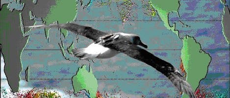 Hauptverbreitung gefährdeter Albatrosse und Sturmvögel