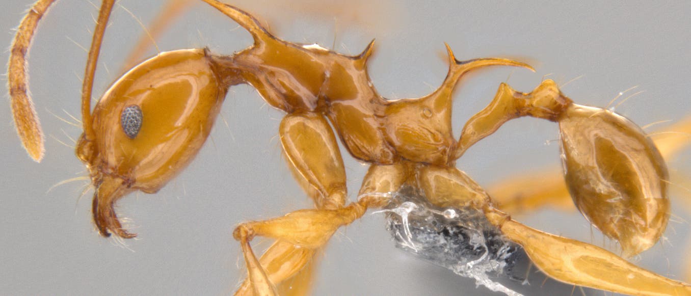 Pheidole viserion - eine neue Ameisenart aus Neuguinea, benannt nach einem Drachen aus Game of Thrones