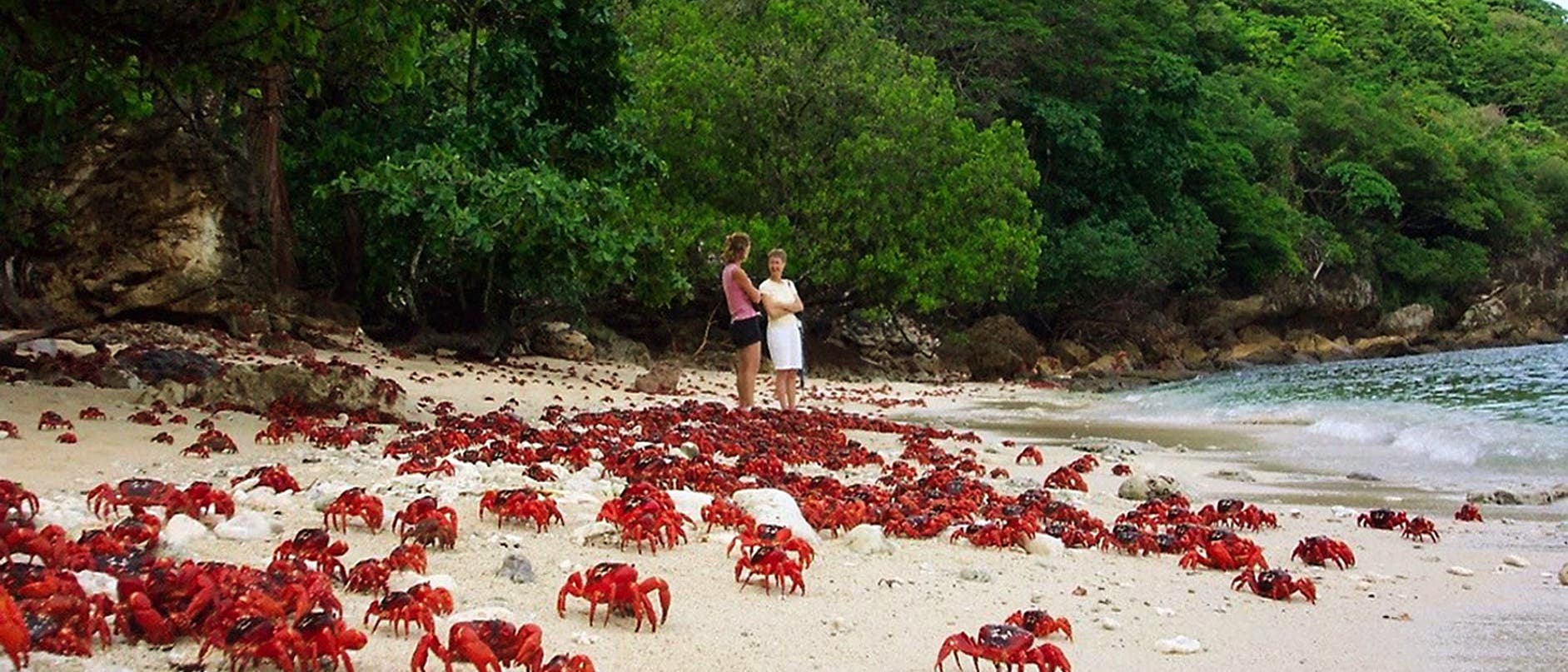 Zahlreiche rote Weihnachtsinsel-Krabben laufen auf einem weißen Sandstrand auf der Weihnachtsinsel in Richtung Meer, das sich rechts im Bild befindet. Auf dem Strand stehen zwei Frauen, die rechte der beiden trägt ein weißes Oberteil mit kurzen Ärmeln und eine halblange weiße Hose, die linke trägt schwarze Shorts und ein kurzärmeliges rosafarbenes Oberteil. Den Strand säumt dichte grüne Vegetation