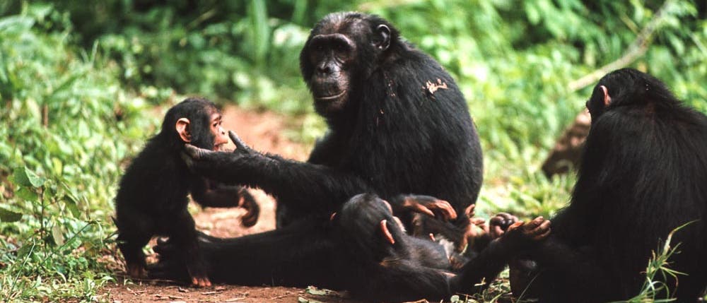 Schimpansen