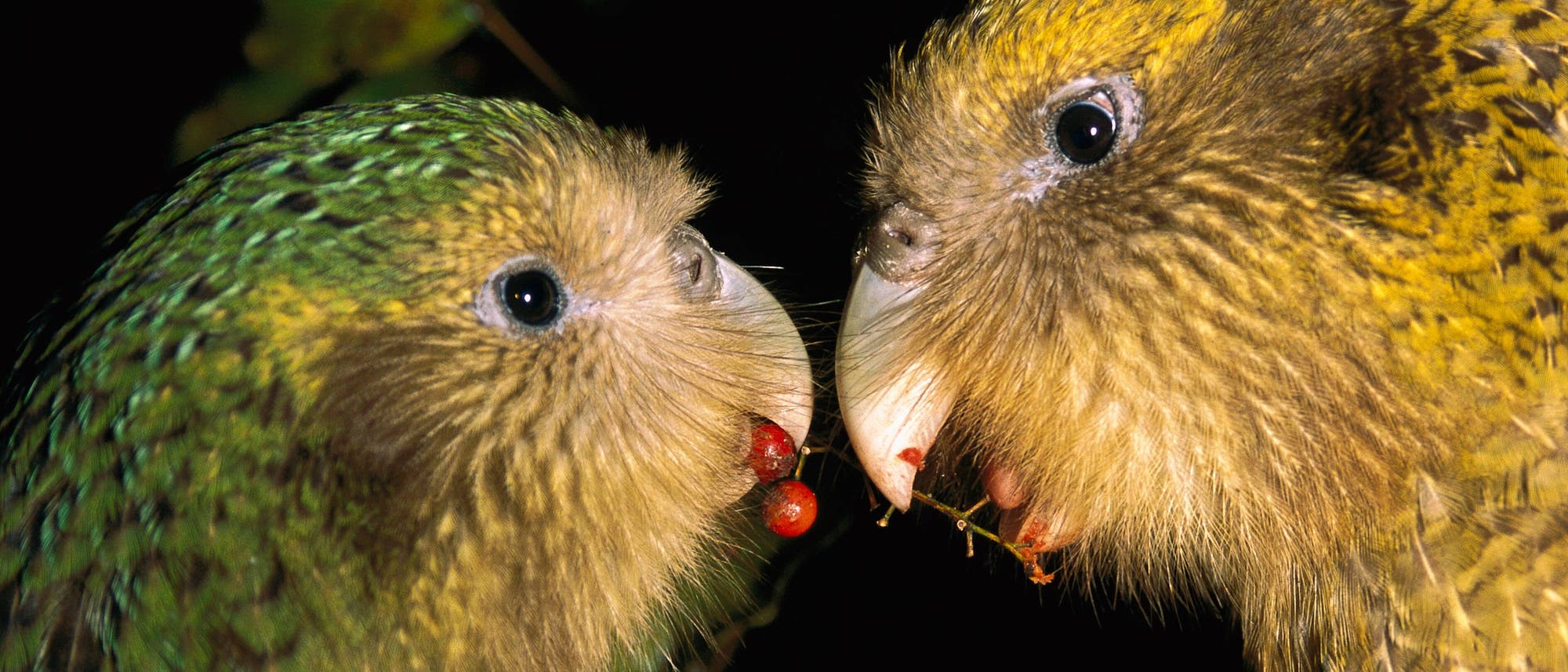 Zwei Papageien mit gr&uuml;nlich-gelbem Gefieder stehen sich gegen&uuml;ber und halten rote Beeren in ihren Schn&auml;beln. Im Hintergrund sind unscharfe gr&uuml;ne Bl&auml;tter zu sehen. Die Szene ist bei Nacht aufgenommen, was durch den dunklen Hintergrund deutlich wird.
