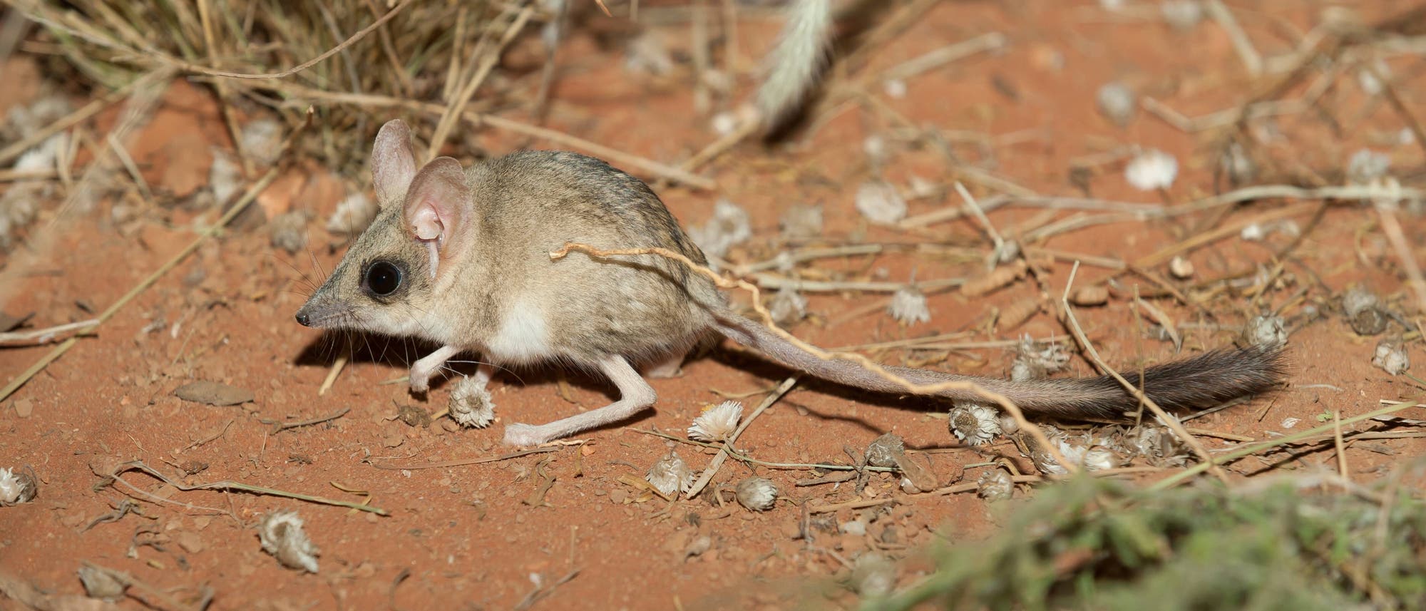 Ein kleiner Beutelsäuger bewegt sich über trockenen, rötlichen Boden, umgeben von spärlicher Vegetation und kleinen Pflanzenteilen. Die Springbeutelmaus hat ein graubraunes Fell, große Ohren und einen langen Schwanz. Im Hintergrund sind trockene Gräser zu sehen. Ein kleiner Beutelsäuger bewegt sich über trockenen, rötlichen Boden, umgeben von spärlicher Vegetation und kleinen Pflanzenteilen. Die Springbeutelmaus hat ein graubraunes Fell, große Ohren und einen langen Schwanz. Im Hintergrund sind trockene Gräser zu sehen.