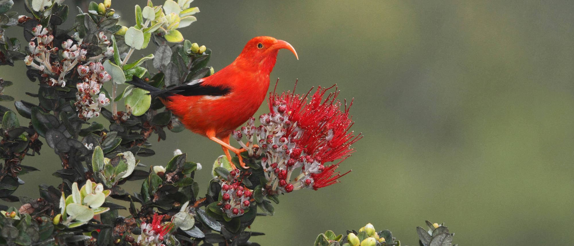 Ein I'iwi  genannter Kleidervogel sitzt an einer roten Blüte im hawaiianischen Regenwald. Der Vogel ist ebenfalls rot, hat schwarze Schwingen und einen nach unten gebogenen Schnabel.