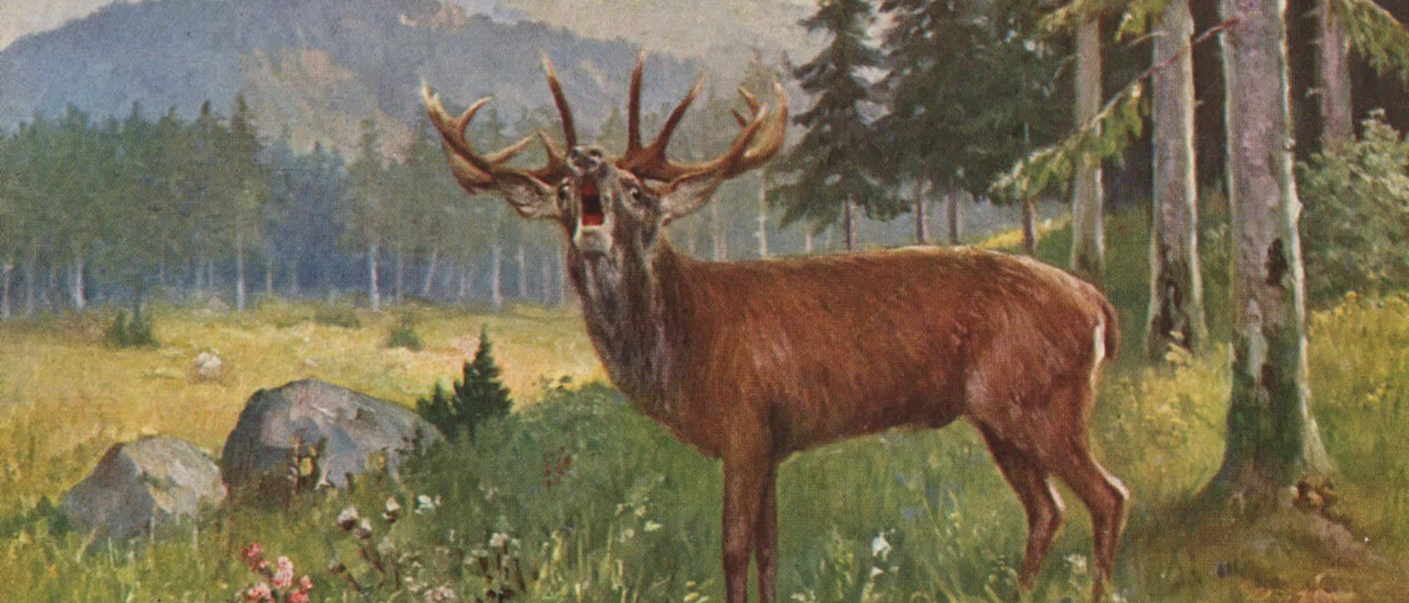Der röhrende Hirsch ist auf einer Postkarte aus dem Jahr 1905 abgebildet.
