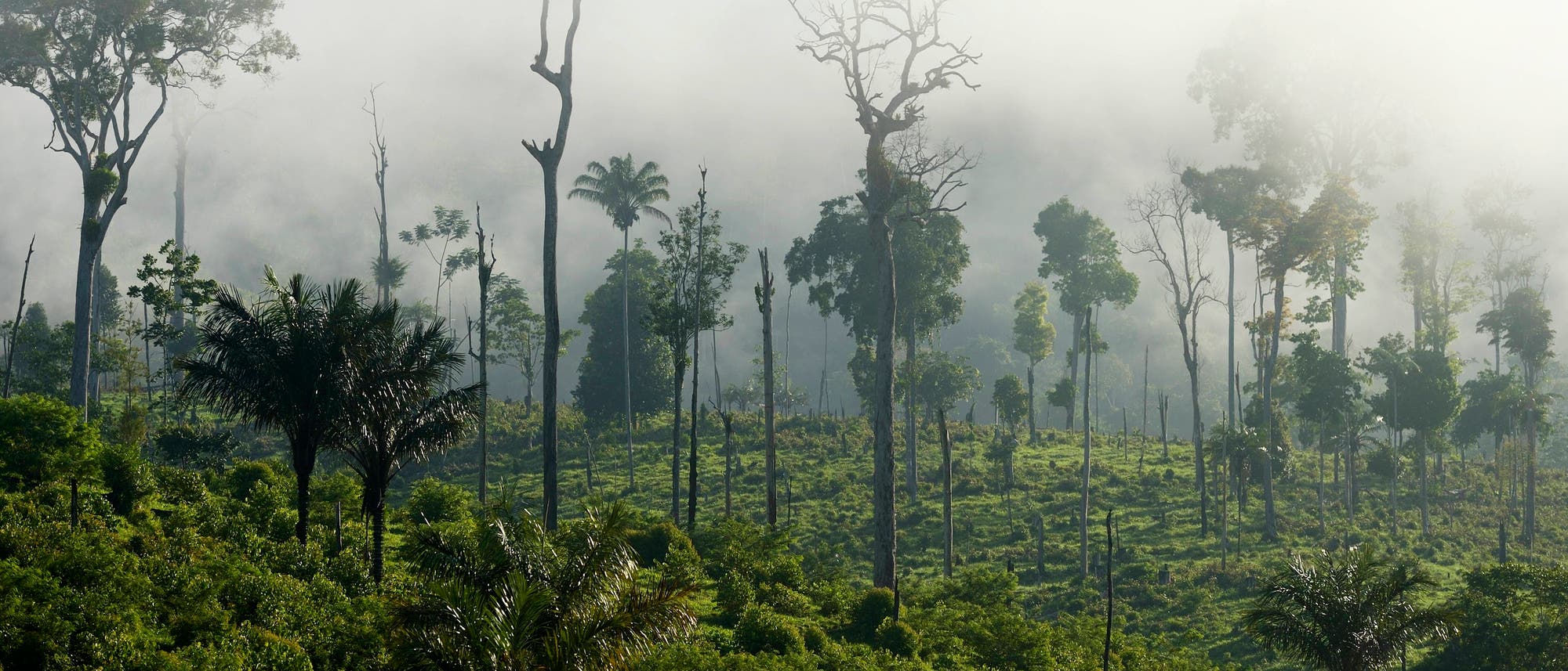 Eine neblige Waldlandschaft mit hohen, schlanken Bäumen, die aus dichtem, grünem Unterholz ragen. Der Nebel verleiht der Szene eine mystische Atmosphäre, während das Licht sanft durch die Baumkronen fällt. Im Vordergrund weisen verschiedene Palmenarten auf das tropische Klima hin. Eine neblige Waldlandschaft mit hohen, schlanken Bäumen, die aus dichtem, grünem Unterholz ragen. Der Nebel verleiht der Szene eine mystische Atmosphäre, während das Licht sanft durch die Baumkronen fällt. Im Vordergrund weisen verschiedene Palmenarten auf das tropische Klima hin.