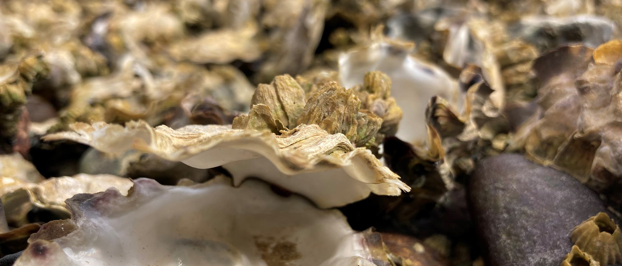 Tote Pazifische Austern nach einer Hitzewelle im Sommer 2021