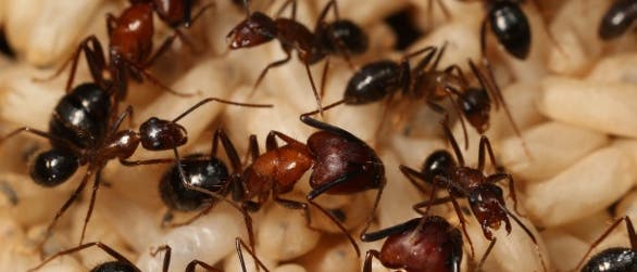Ameisen in der Kolonie