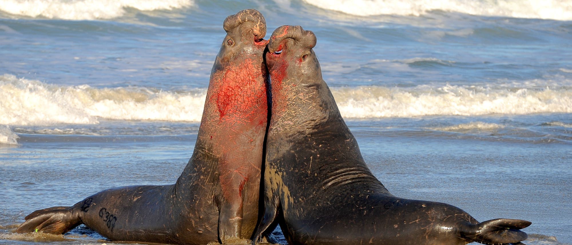 Blutige Auseinandersetzung zweier männlicher Seeelefanten im Paarungskampf