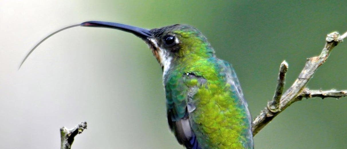 Kolibri streckt seine Zunge heraus
