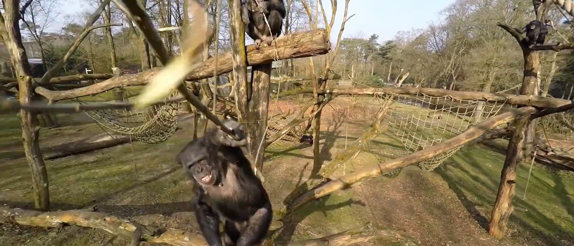 Schimpansin Tushi holt die Drohne vom Himmel