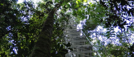 Ein Turm im Regenwald