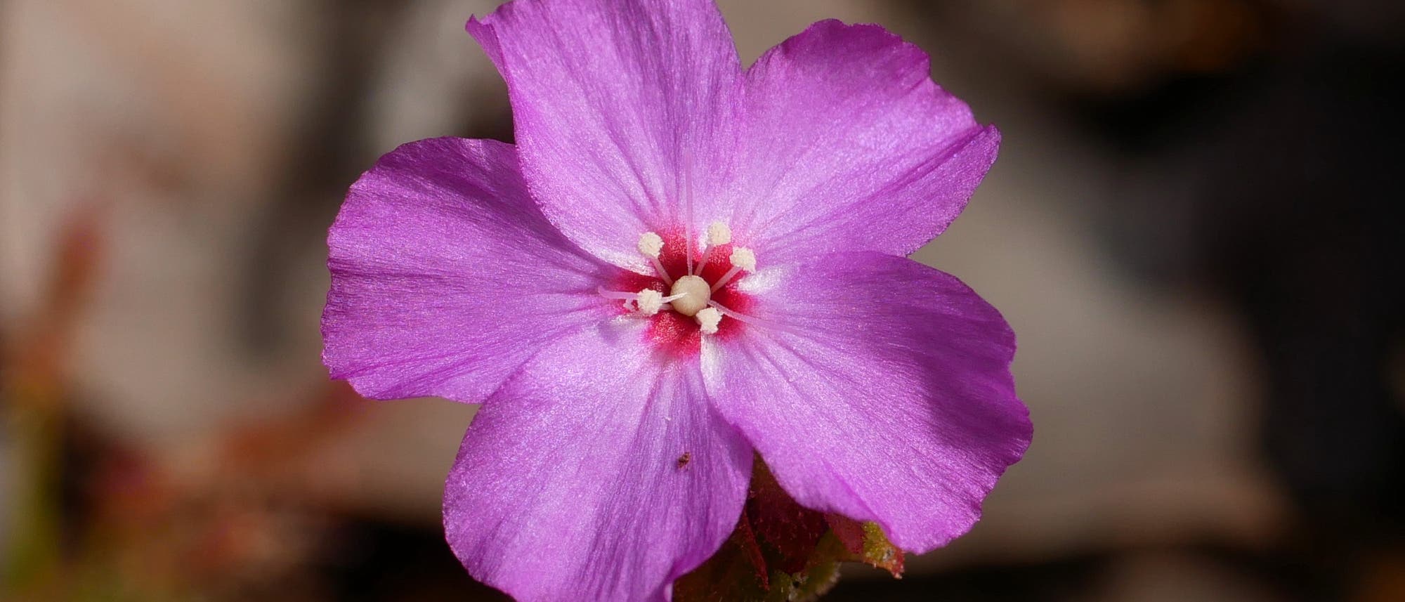 Eine Nahaufnahme einer violetten Blume mit fünf Blütenblättern, die in der Mitte weiße Staubblätter aufweist. Der Hintergrund ist unscharf und zeigt natürliche Erdtöne, die die Blume hervorheben.