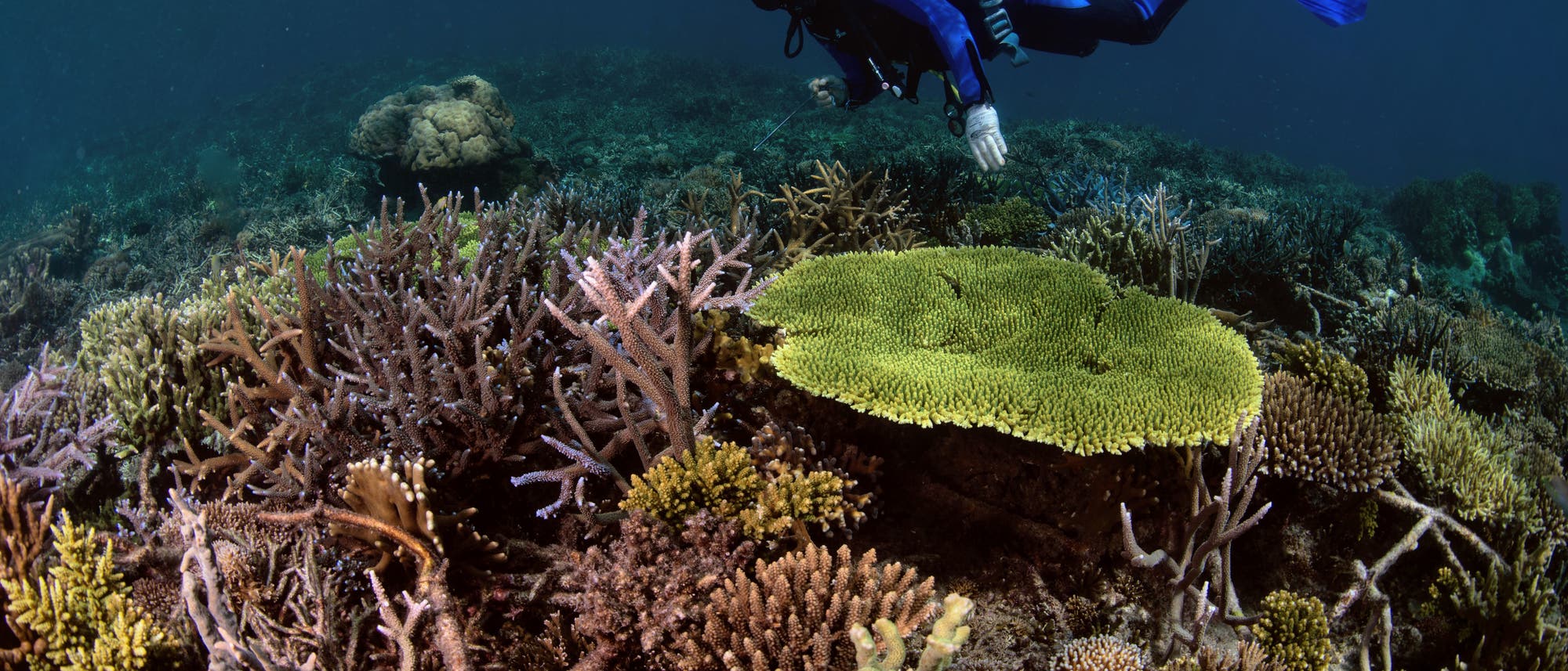 Ein Taucher schwebt über einem farbenprächtigen Riff mit verschiedenen Arten vor der Küste von Sulawesi