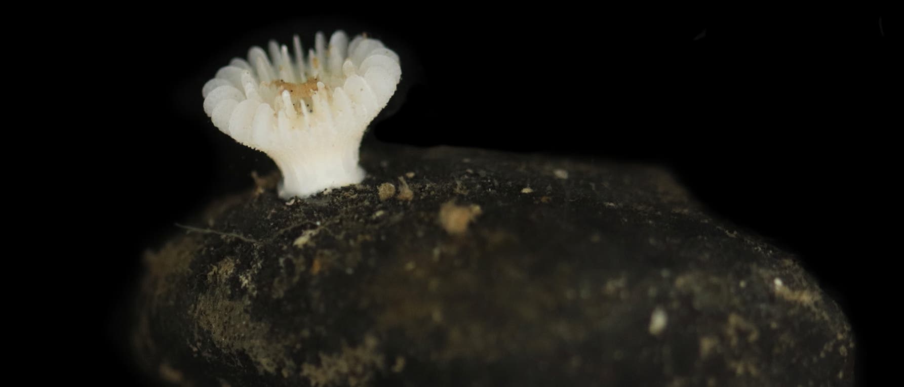 Nahaufnahme einer kleinen, weißen, blütenartigen Steinkoralle, der auf einer dunklen, unregelmäßig geformten Manganknolle sitzt, die wie ein Stein aussieht. Der Hintergrund ist schwarz. Nahaufnahme einer kleinen, weißen, blütenartigen Steinkoralle, der auf einer dunklen, unregelmäßig geformten Manganknolle sitzt, die wie ein Stein aussieht. Der Hintergrund ist schwarz.