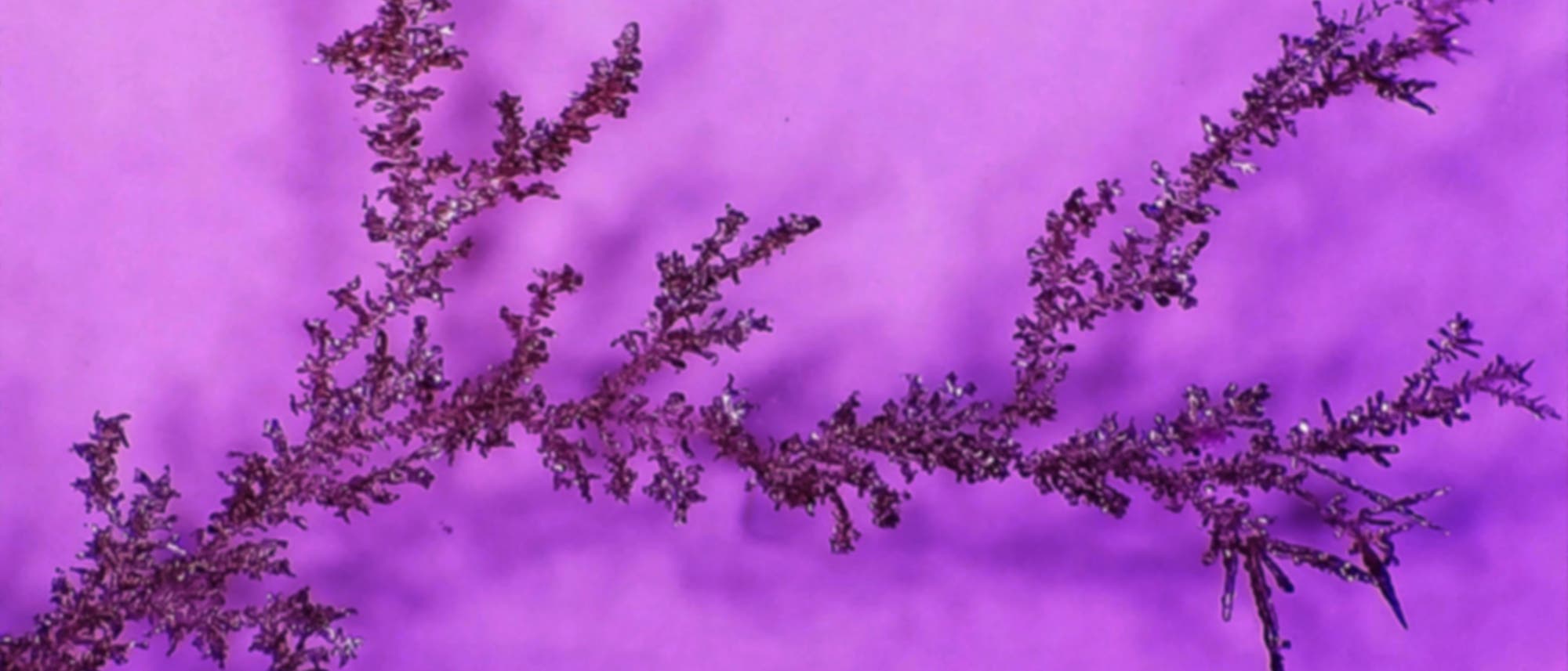 Blick auf ein verzweigtes Bäumchen aus Silber in pink gefärbter Lösung