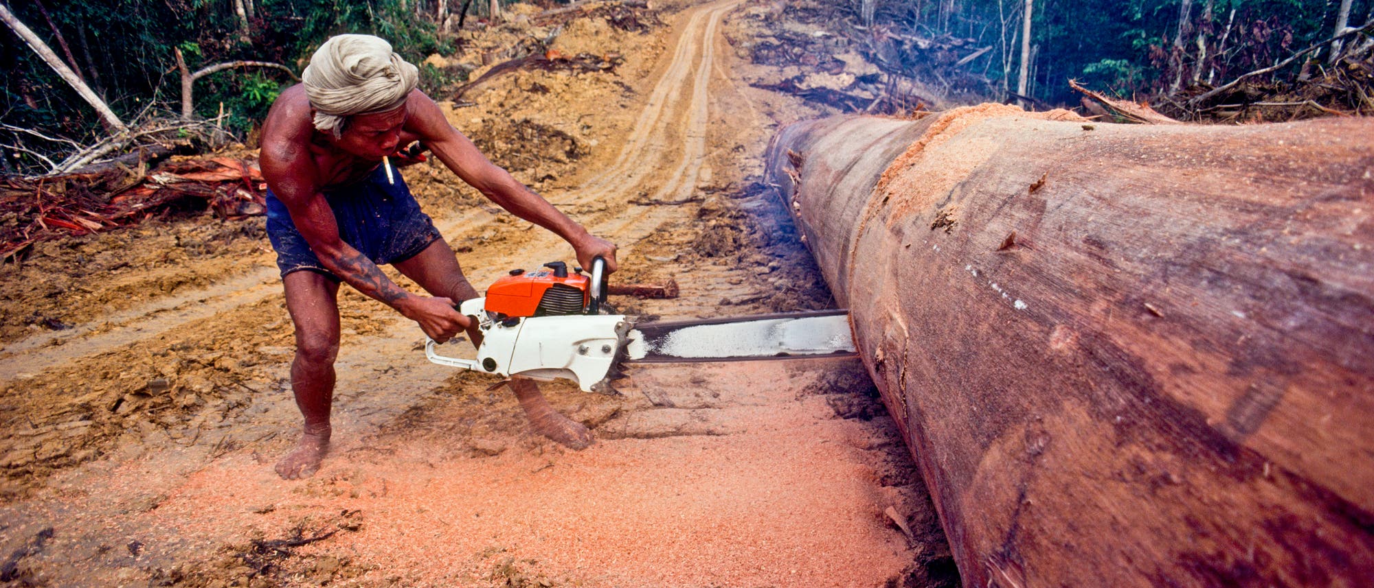 Abholzung auf Borneo