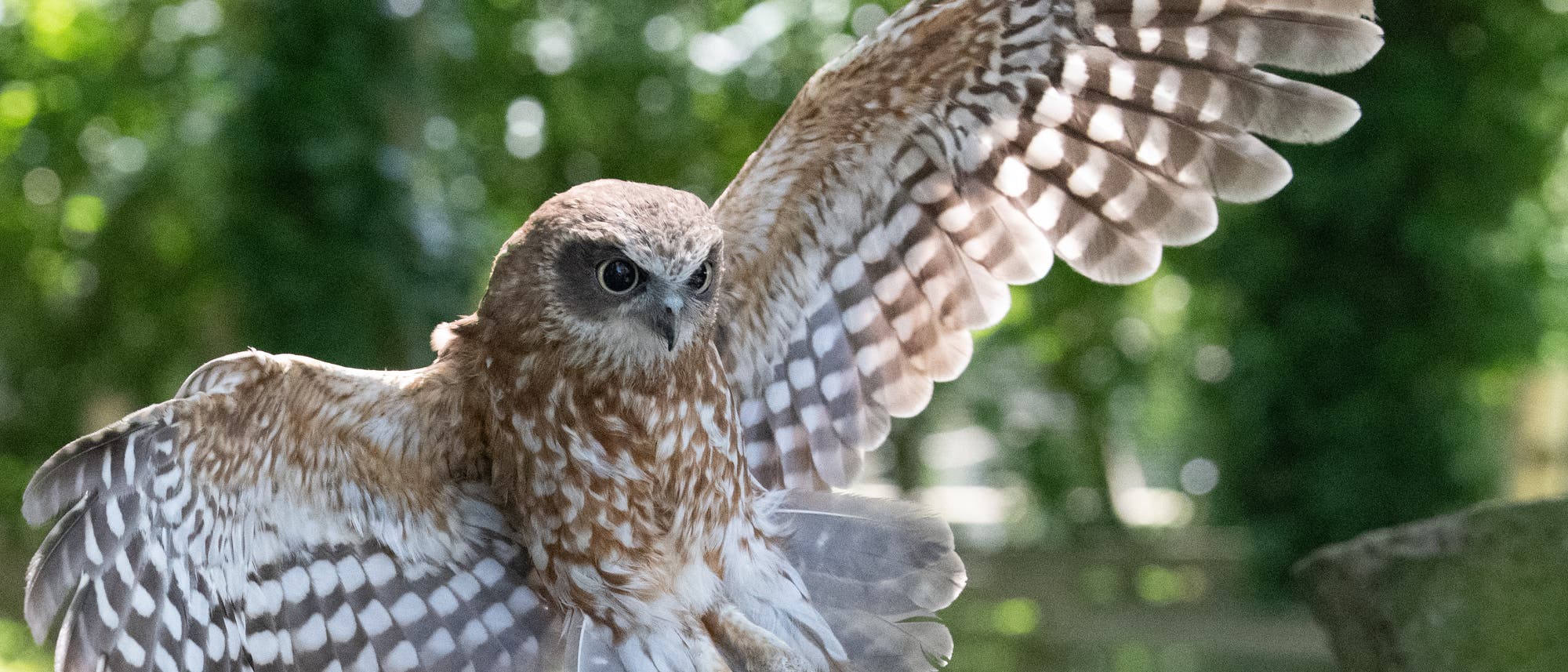 Eine Eule mit braun-weißem Gefieder fliegt mit ausgebreiteten Flügeln durch einen grünen, bewaldeten Hintergrund. Die Sonne scheint durch die Blätter und erzeugt ein lebendiges, natürliches Ambiente. Eine Eule mit braun-weißem Gefieder fliegt mit ausgebreiteten Flügeln durch einen grünen, bewaldeten Hintergrund. Die Sonne scheint durch die Blätter und erzeugt ein lebendiges, natürliches Ambiente.