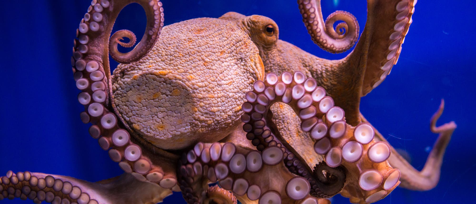 Oktopus (Octopus vulgaris) in einem Meerwasseraquarium